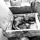 Schrödinger's Russia.