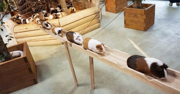 Guinea Pig Road In Japan During Rush Hour (VIDEO) | Bored Panda
