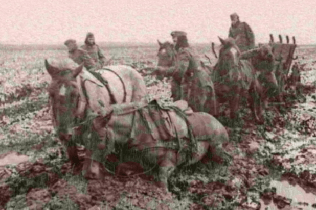 war horses war horses