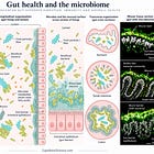 What Is Gut Health? Understanding the Gut Microbiome, Intestinal Barrier and Immune System