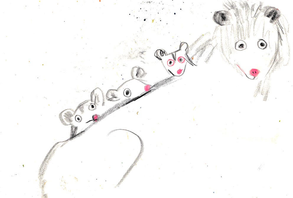 possum sketch by Beth Spencer
