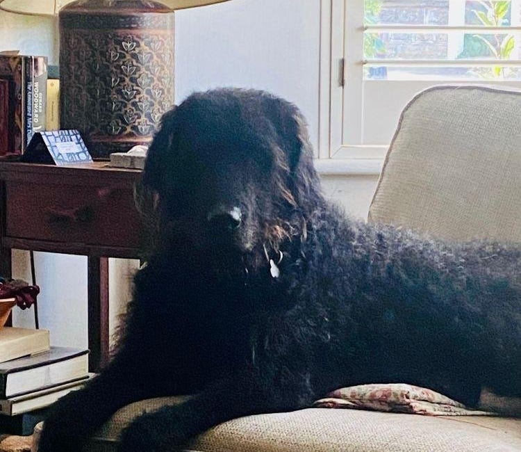 Sirius Jordison-Millar - Galley Beggar's best friend