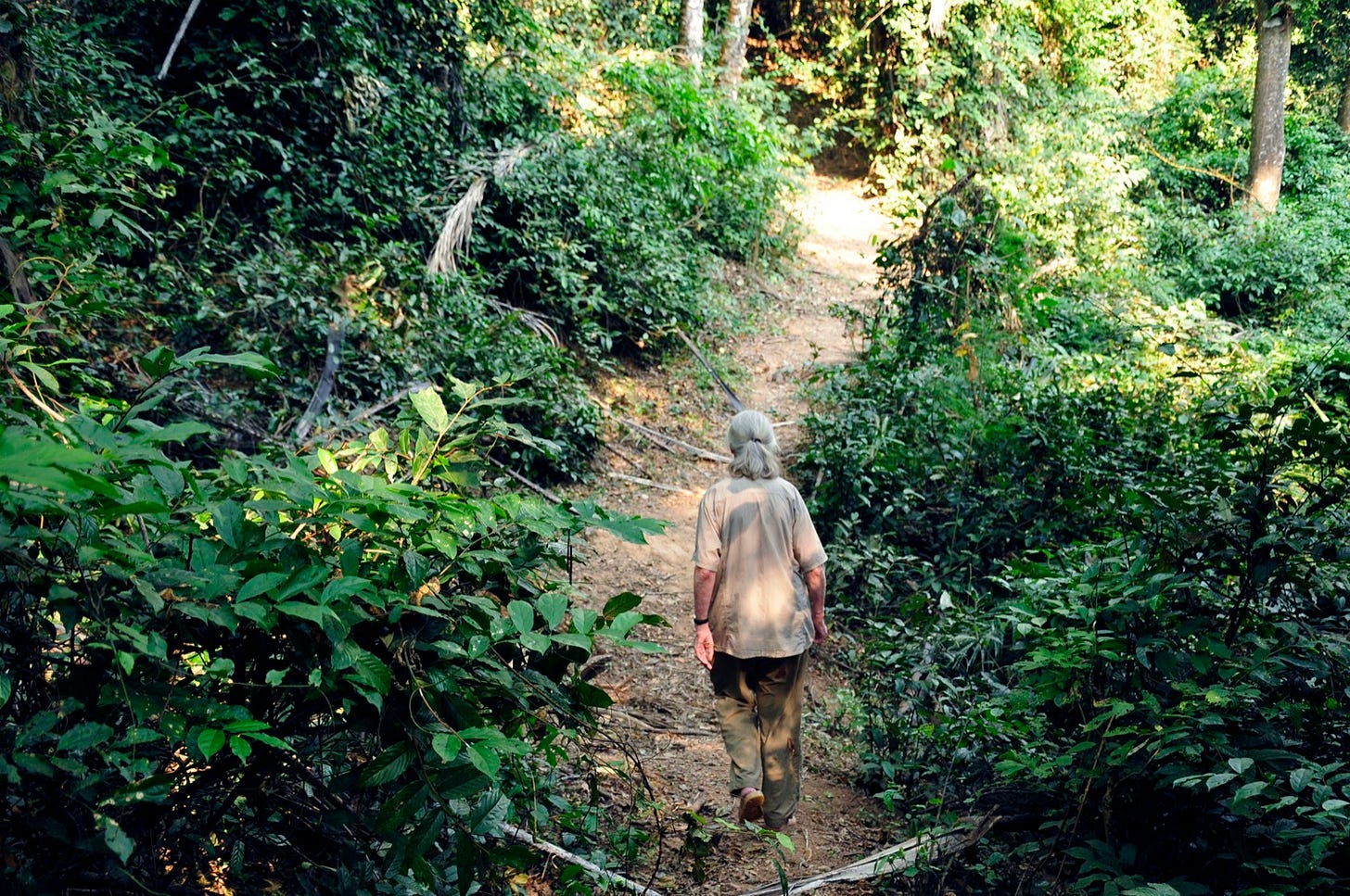 an older woman walking on a trail that cuts through lush forest
