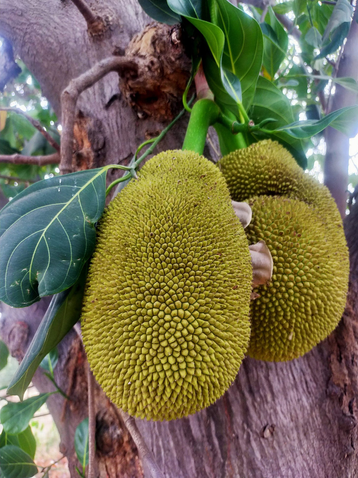 Jackfruit on plant - Free Image by Zoologist diz on PixaHive.com