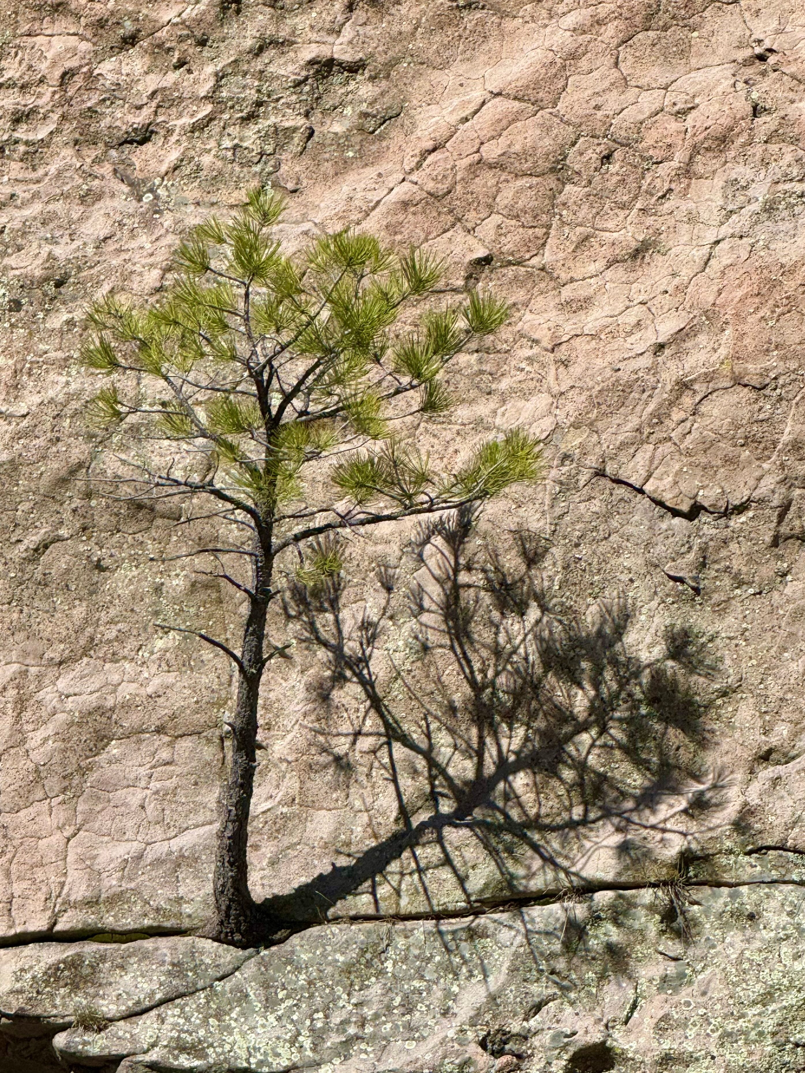 Prying Roots The