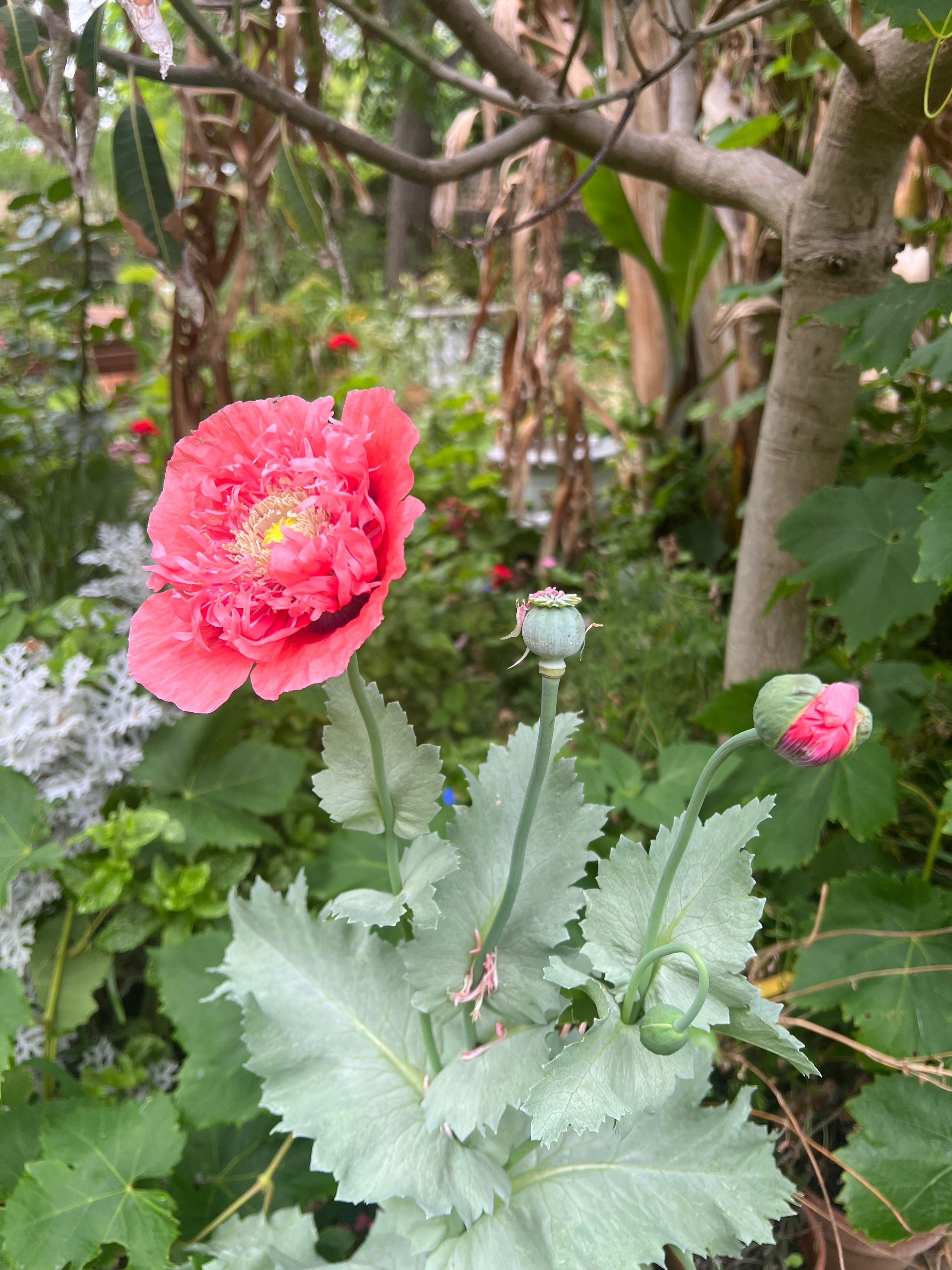 Poppies: the one spring fling you really need