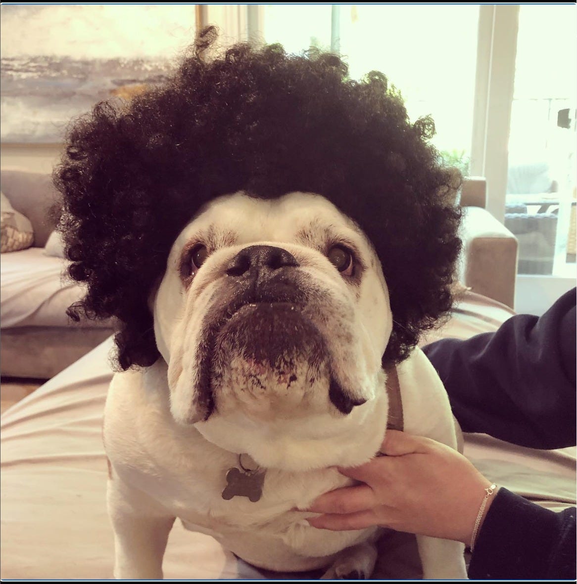 May be an image of 1 person and dog