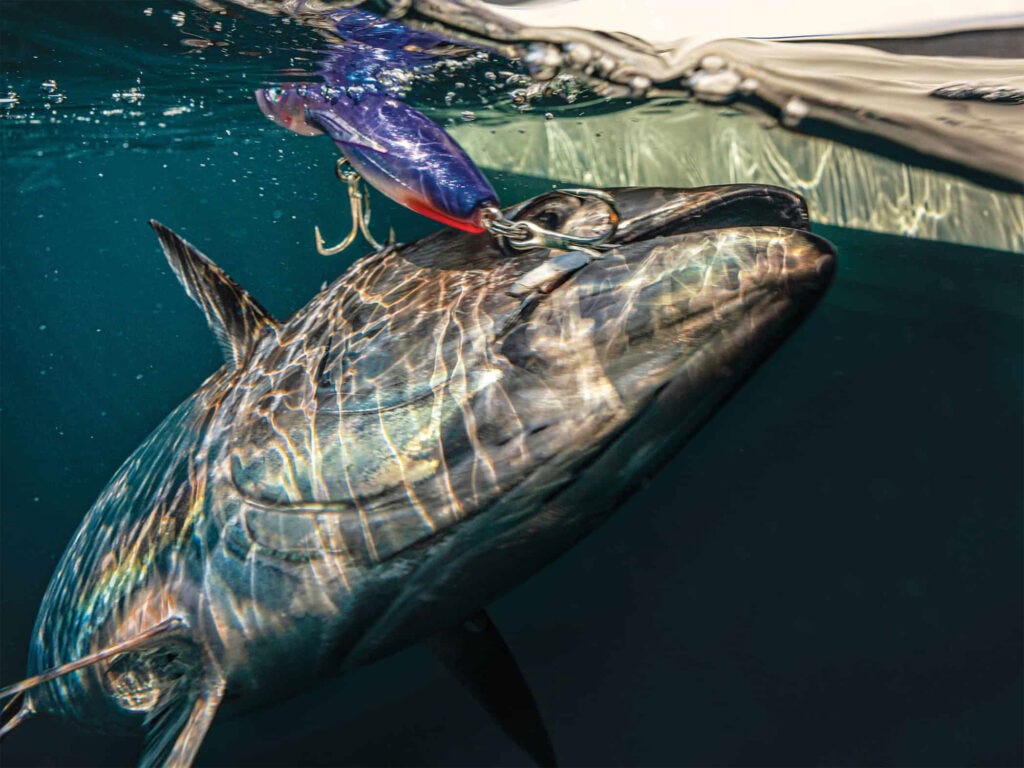 Bluefin caught on a topwater lure