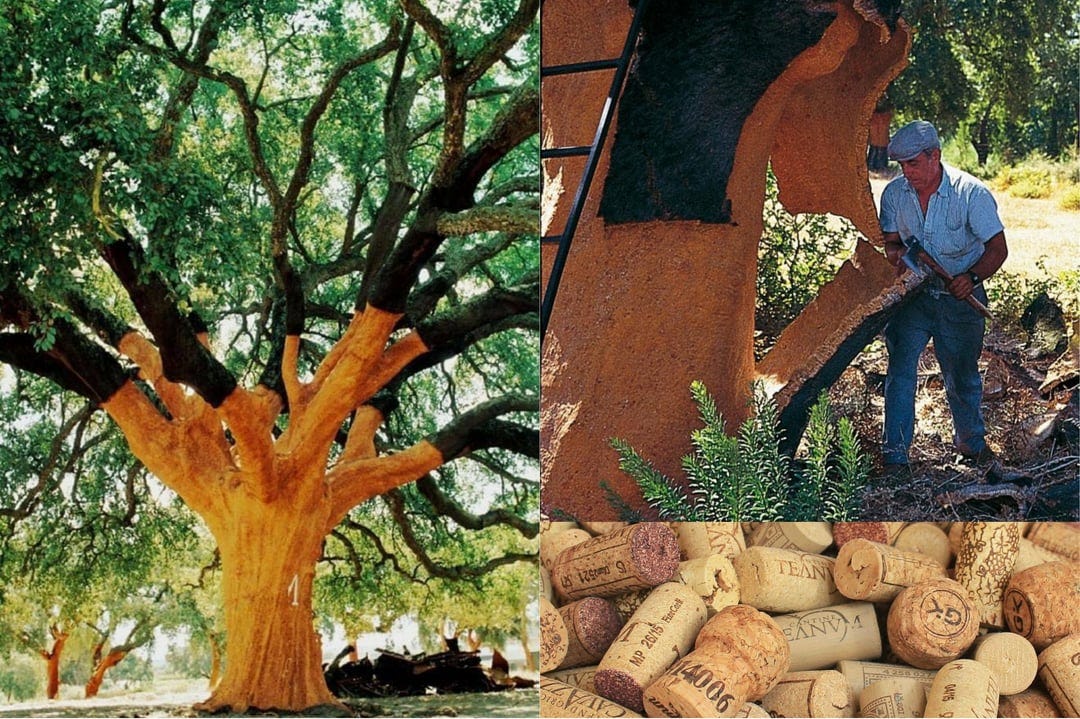 This 230 year old Cork Oak tree is Portugal's most prized tree and the most productive one on record. Ever since 1820, it's harvested every 9 years for wine cork bottles. Stripping This 230 year old Cork Oak tree is Portugal's most prized tree and the most productive one on record. Ever since 1820, it's harvested every 9 years for wine cork bottles. Stripping