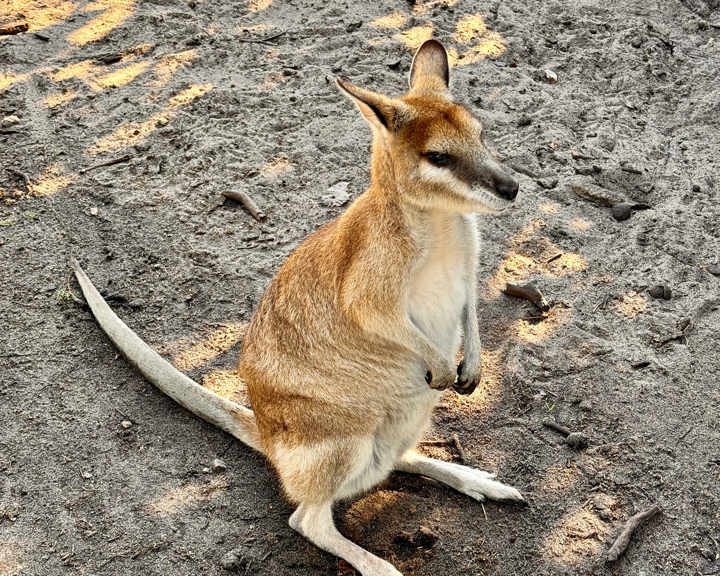 Wallaby Wallaby
