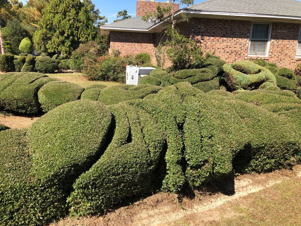 decoratively shaped bushes at the Pearl Fryar Topiary Garden