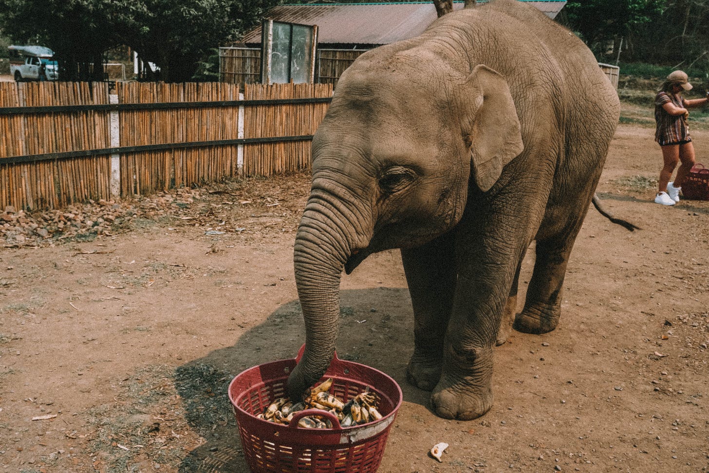 Os elefantes comem entre 100 e 200kg de comida por dia. 