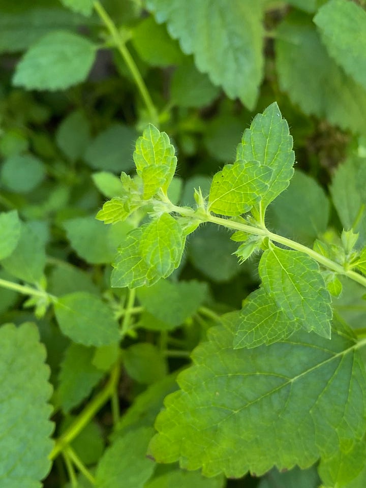 Stems and small flowers emerging from leaf axils of lemon balm