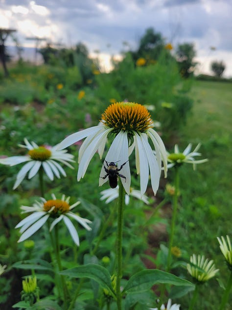 an assortment of pollinators seen on the farm this week