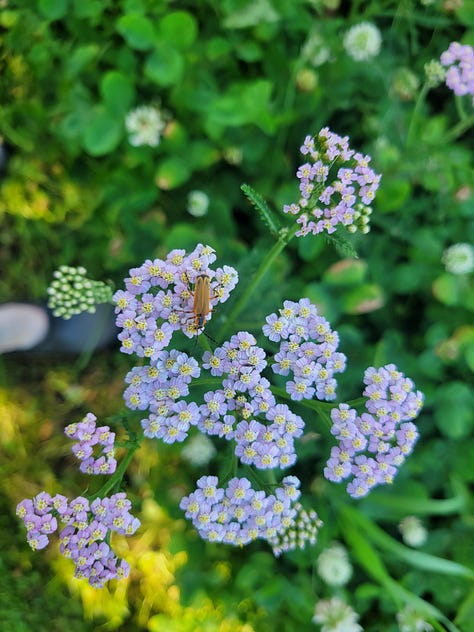 an assortment of pollinators seen on the farm this week