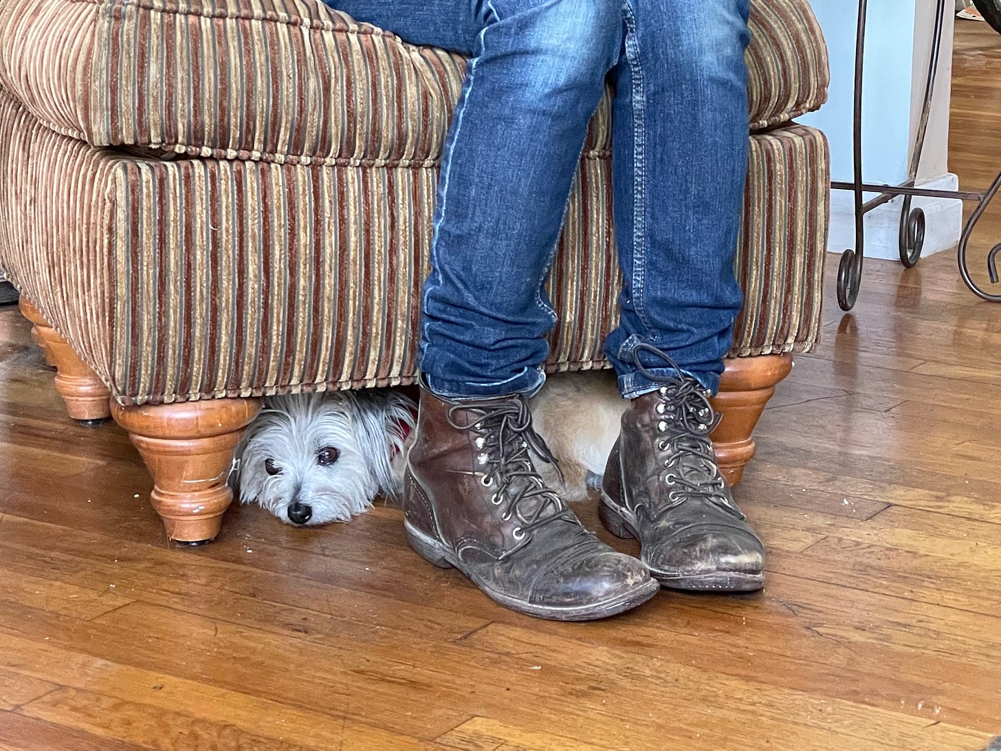 A small white dog, Squash Gibson lies under a striped armchair, peeking out between the wooden legs beside Andrea Gibson’s pair of worn brown lace-up boots and denim-clad legs, creating a cozy and slightly mischievous scene on a hardwood floor.