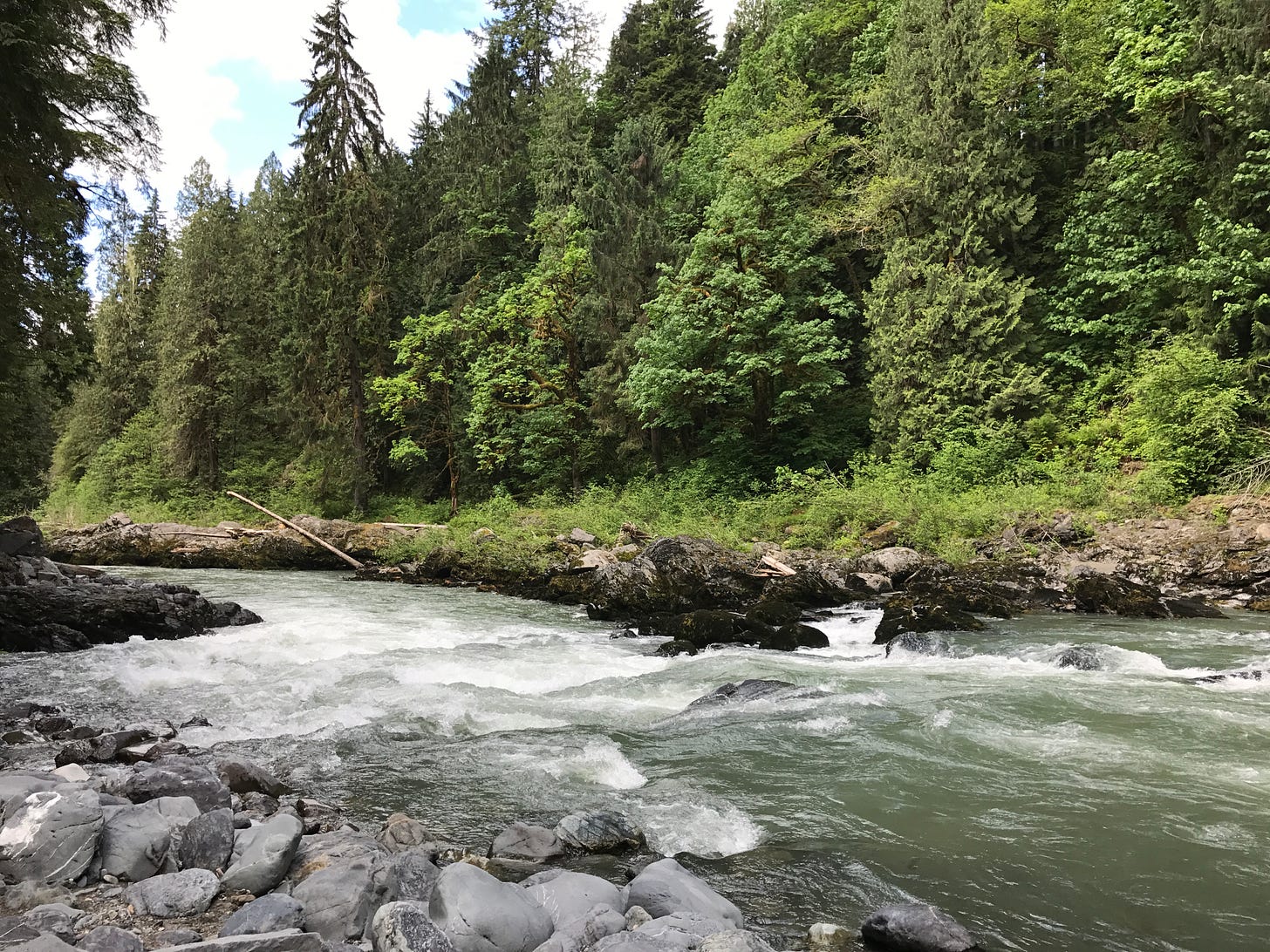 Looking down the rushing Stillaguamish River from the rocky bank on the left.  The right side of the image is filled with evergreen trees and white puffy clouds in a blue sky.