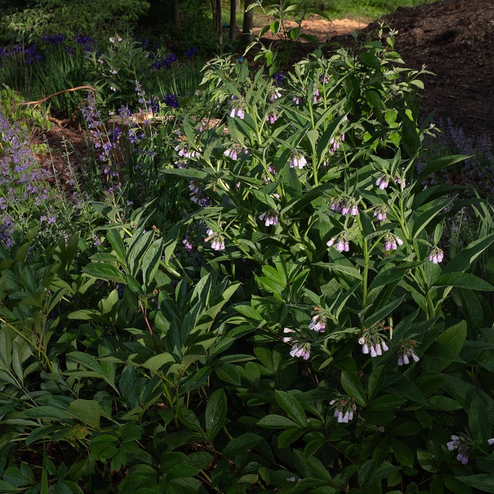 Two photographs. On the left, light green embroidered stitches on a satin dress in the shape of a large leafed plant; On the right, late afternoon light hits an abundant large leafed green plant with small bell-shaped purple flowers.