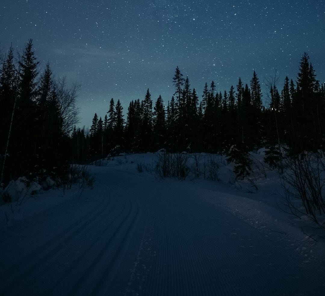 snow covered field and trees under starry night