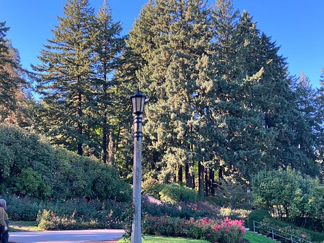 Roses, trees, and Portland International Rose Test Garden