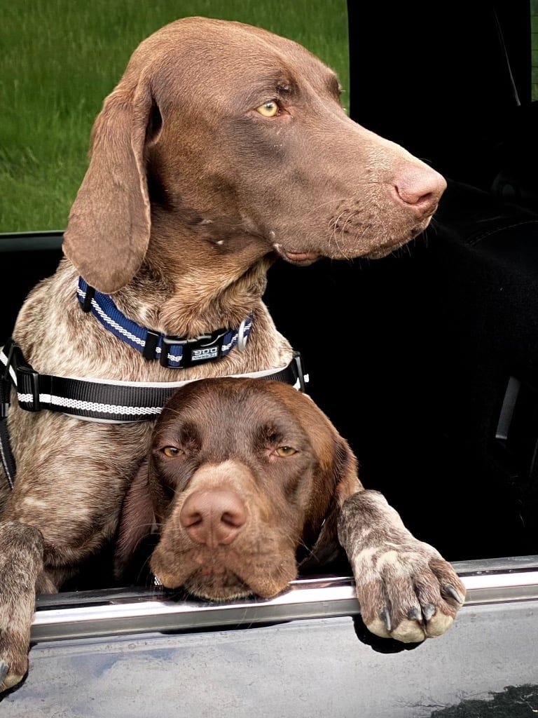 Harvey (top) and Louis, 2020-2023