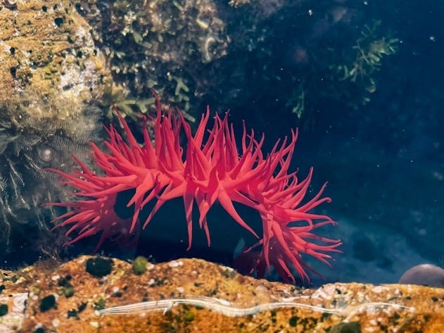 a red sea urchin sitting on top of a rock