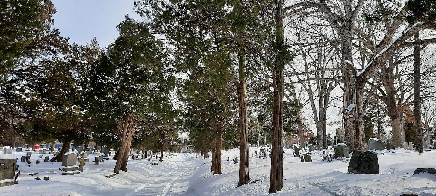 A snowy path through trees with snow. Lines from a vehicle show on the path.