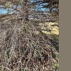 Nightshade, Musk & Cutting Off the Vines of Misinformation that Block the Light