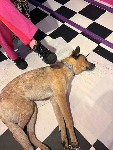 Books with signed stickers on them, a sleepy dog, and an event in a bookshop.