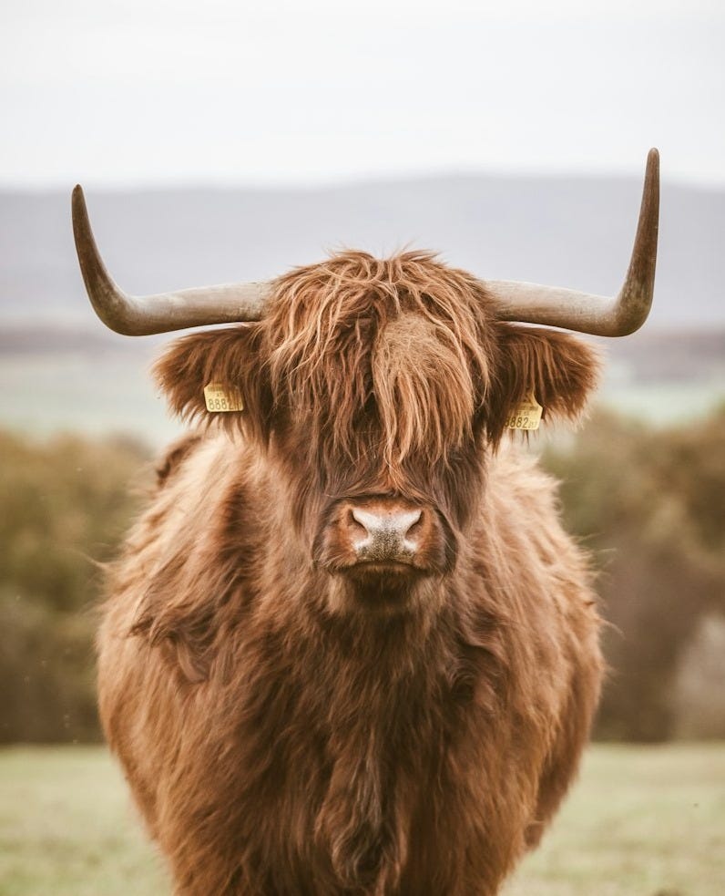 brown yak photo during daytime