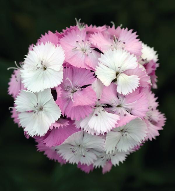 Dianthus barbatus F1 | Dianthus barbatus F1 Sweet™ Rose Magic | Evanthia