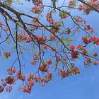 In bloom