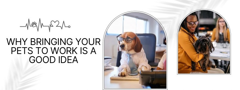 Why Bringing Your Pets To Work Is a Good Idea Why Bringing Your Pets To Work Is a Good Idea
