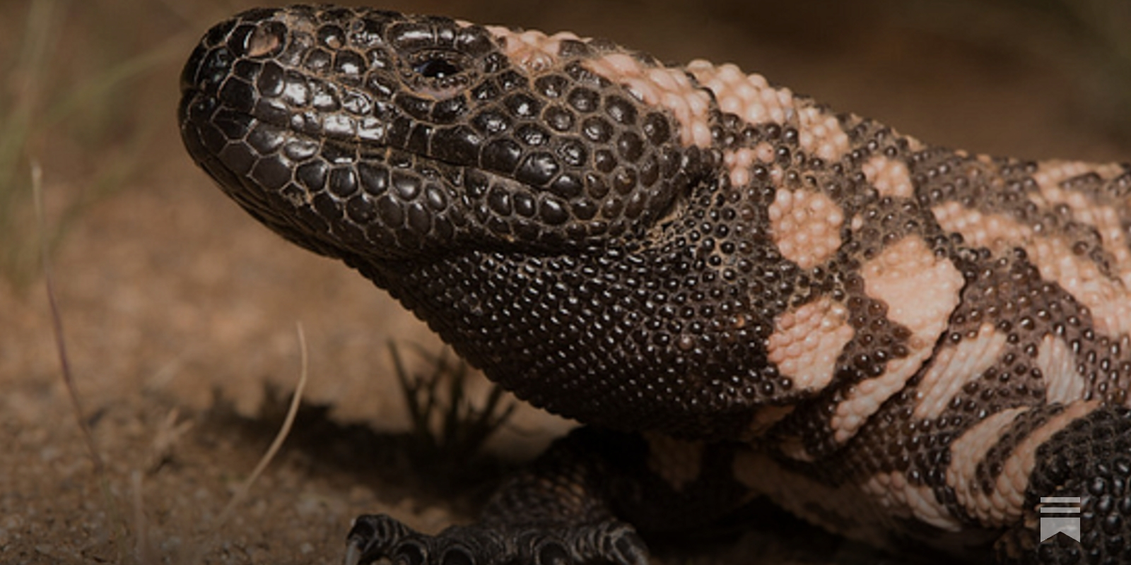 is tirzepatide made from lizards We bet “my weight loss drug comes a venomous desert lizard” wasn't on your bingo card, but here we are, baby! Your body already makes a hormone called GLP-1. It helps Scientists Just Rediscovered A Long-Lost