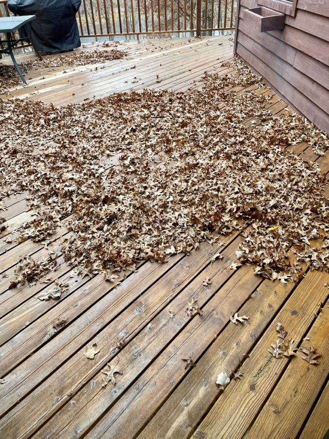 Leaves on a deck

Description automatically generated