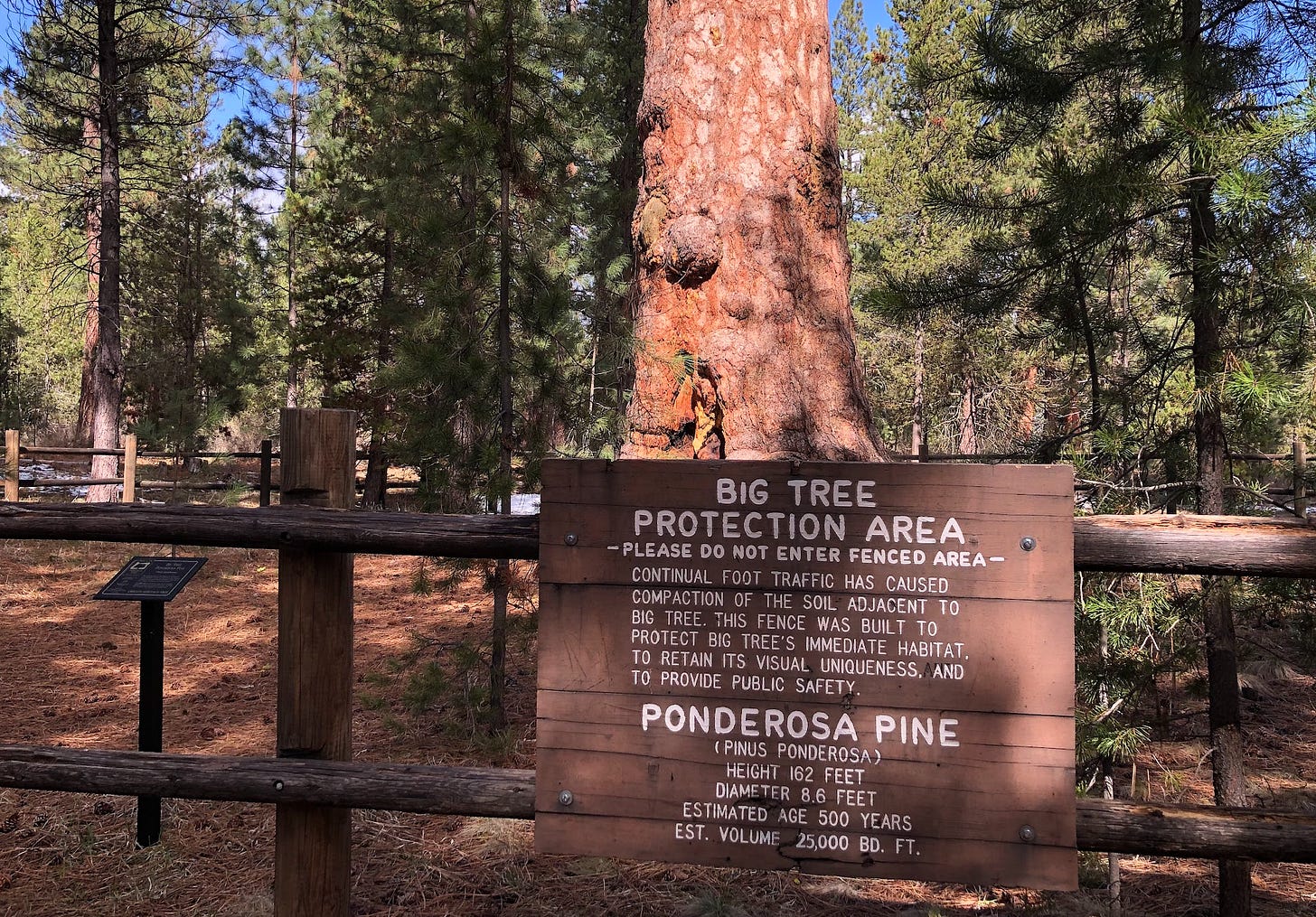 500 year old ponderosa pine with sign 500 year old ponderosa pine with sign
