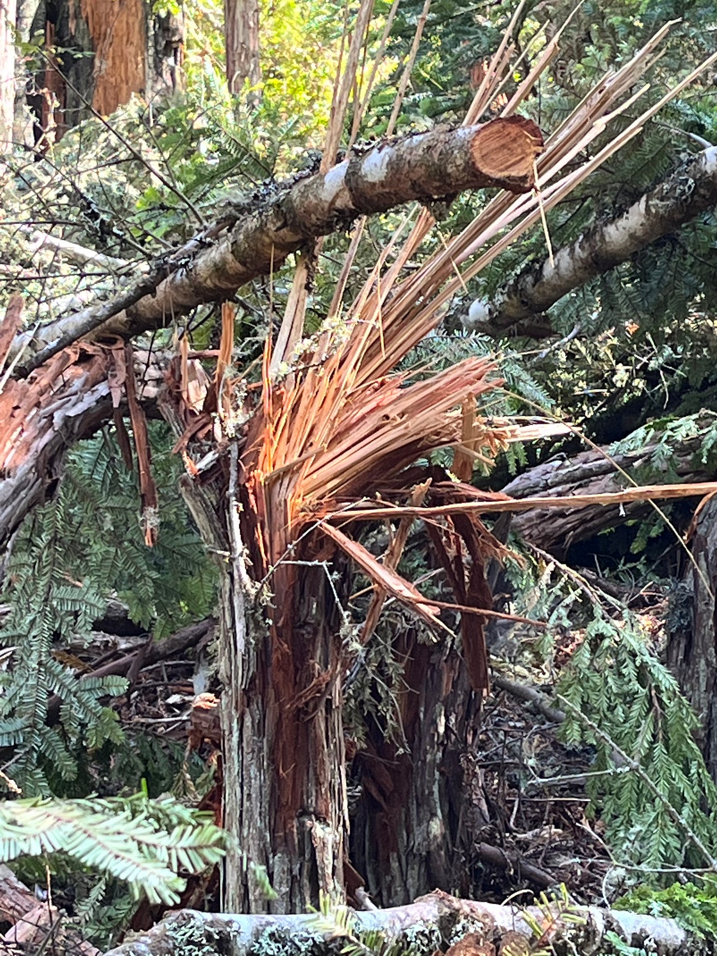 Small redwood damaged by logging