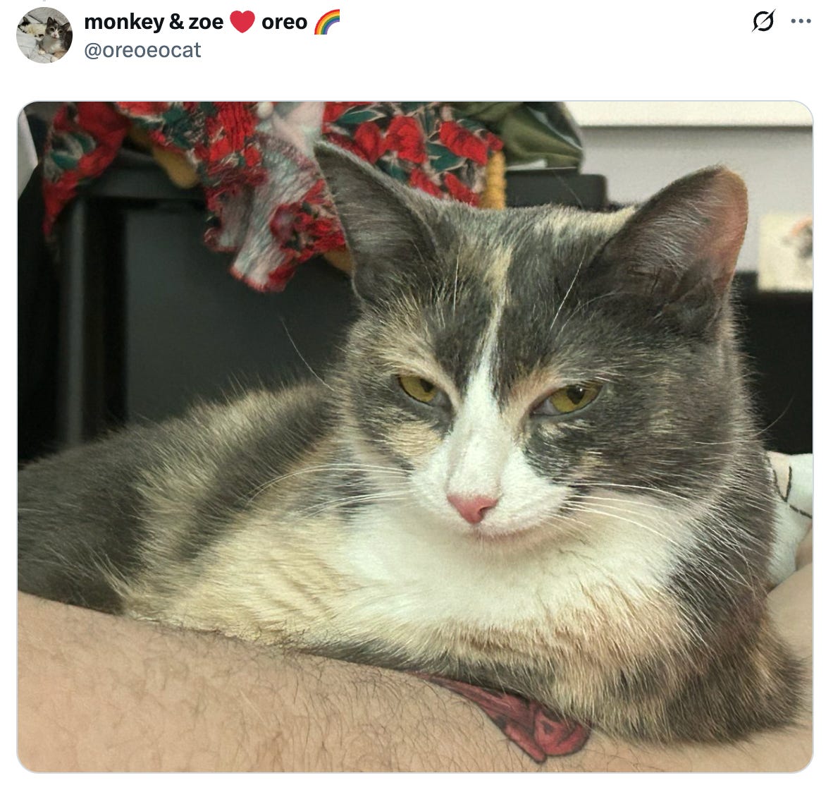 A picture of a cat that looks like it has a secret it's not telling you