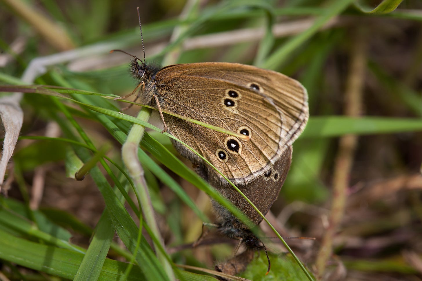 Pair of ringlet butterflies mating © Felicity Martin