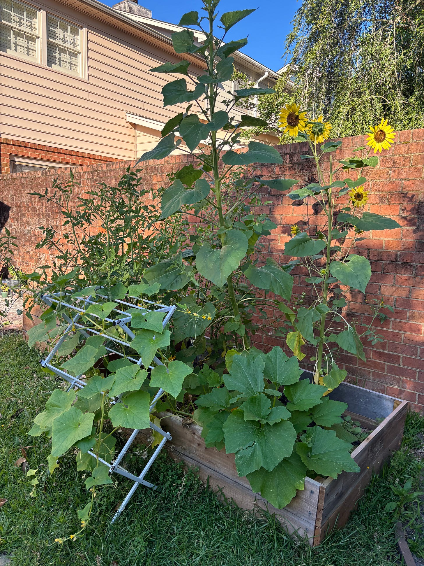 A raised bed in a backyard has large, sprawling plants including zucchini, sunflowers, cucumbers, and tomatoes, all overlapping each other and spilling out onto the lawn