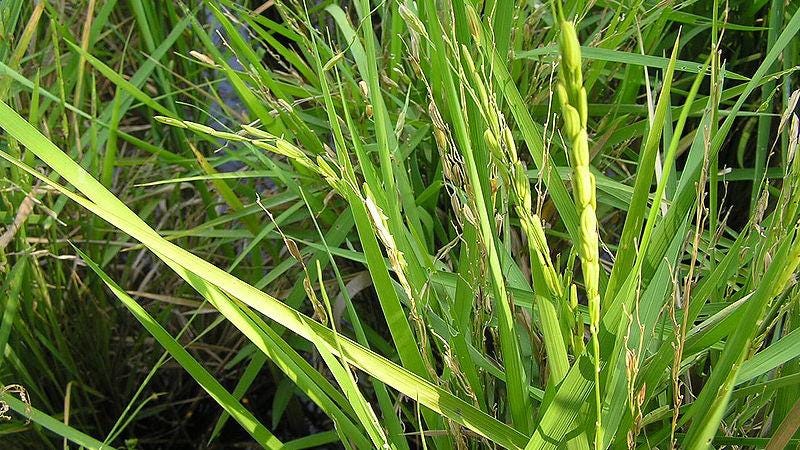 Oryza sativa L. | Plants of the World Online | Kew Science