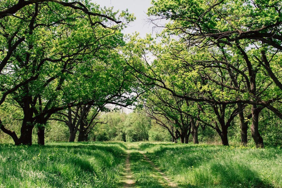 A grassy path running through a grove of oak trees, their branches arching overhead to form a leafy canopy.