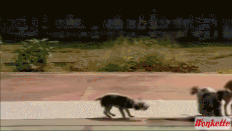 Group of dogs skipping rope together
