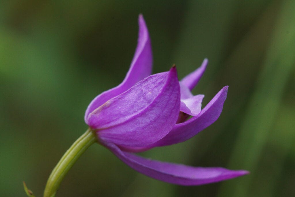 Grass Pink Side view