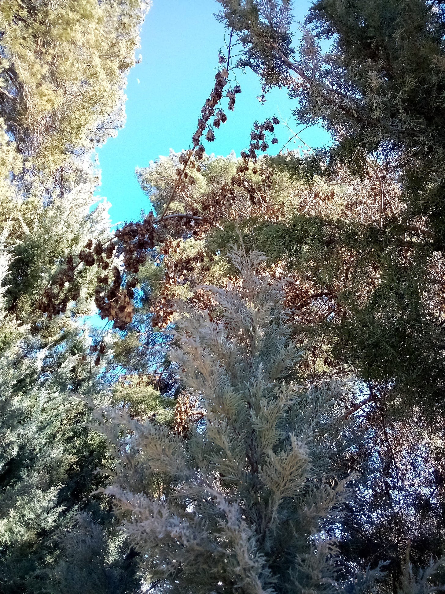 View of blue sky through tree branches