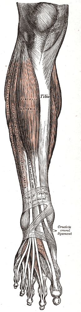 Shin, Calves