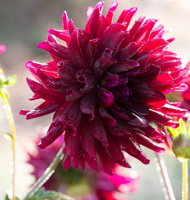 Dahlia Hollyhill Black Beauty – Floret Library