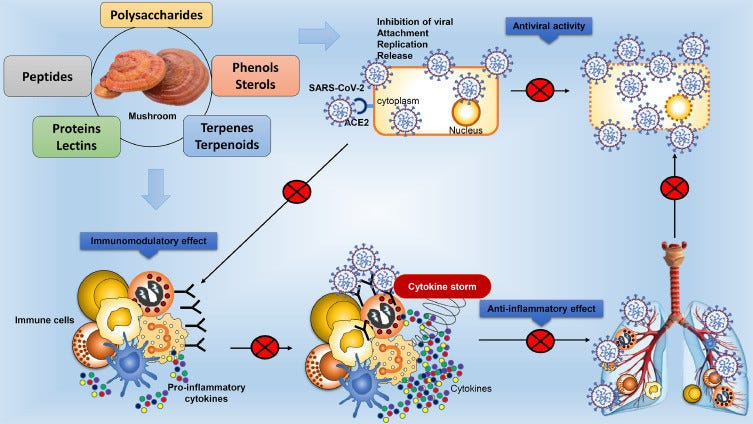 Mushroom antiviral mechanism 