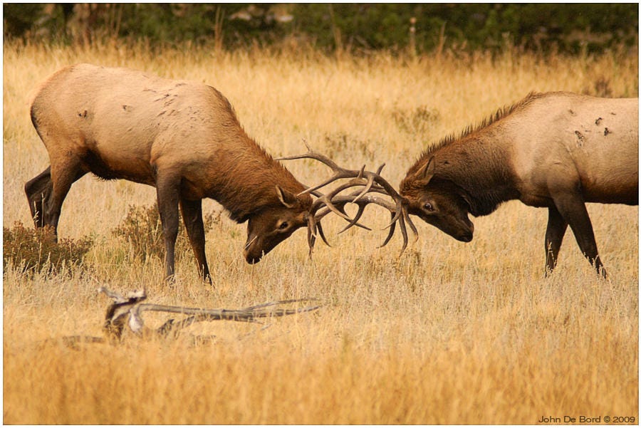 Locking Horns by kkart on DeviantArt