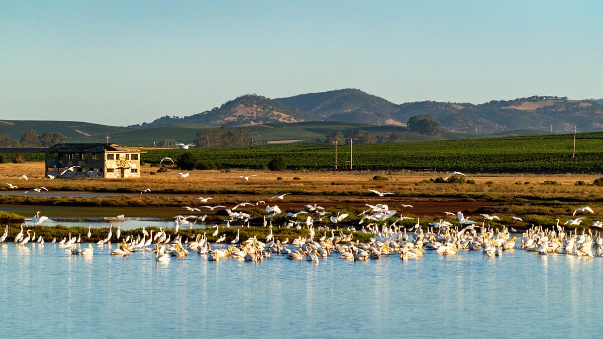 Birdwatching in Napa County reveals avian wonders and conservation champions